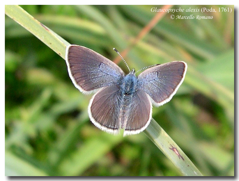 Par condicio 1 : Glaucopsyche alexis (Lepidoptera)